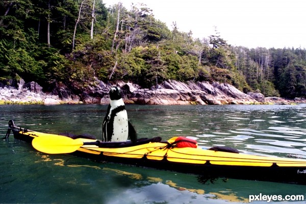 Kayaking Penguin